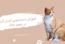 دستشویی کردن گربه