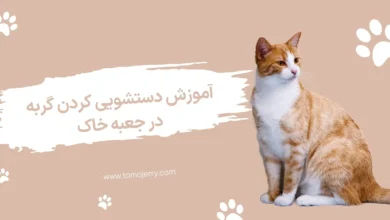 دستشویی کردن گربه