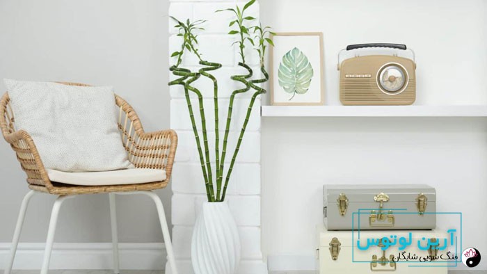 نماد ثروت در فنگ شویی بامبو