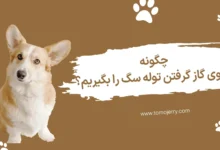 گاز گرفتن توله سگ؛ چگونه جلوی گاز گرفتن توله سگ را بگیریم؟