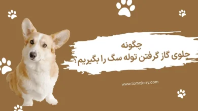  گاز گرفتن توله سگ؛ چگونه جلوی گاز گرفتن توله سگ را بگیریم؟