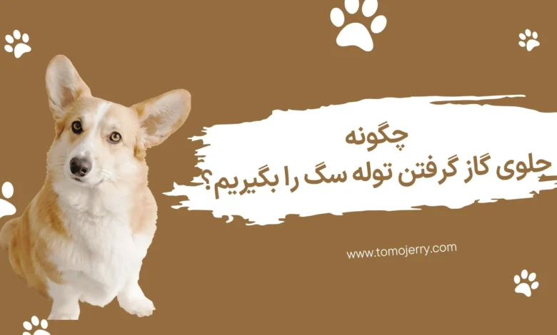 گاز گرفتن توله سگ؛ چگونه جلوی گاز گرفتن توله سگ را بگیریم؟