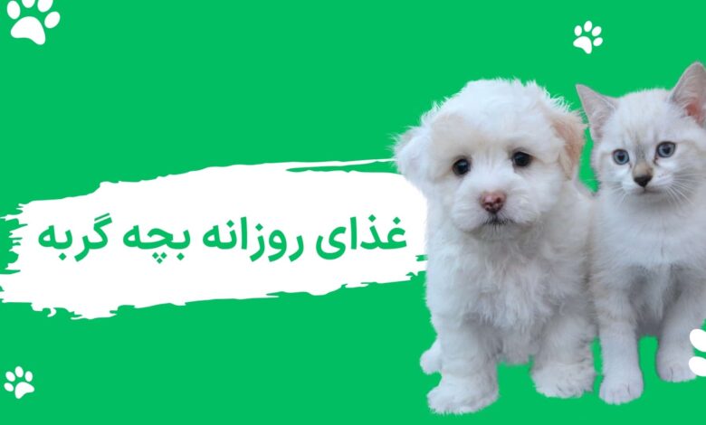 غذای روزانه بچه گربه