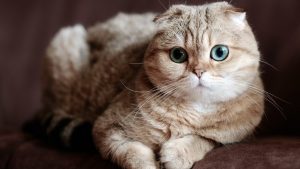 گربه Scottish Fold