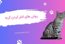 لاغر کردن غذای گربه