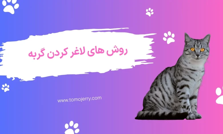 لاغر کردن غذای گربه