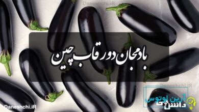 بادمجان دور قاب چین