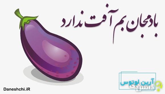 بادمجان بم آفت ندارد 