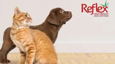 غذای سگ و گربه رفلکس