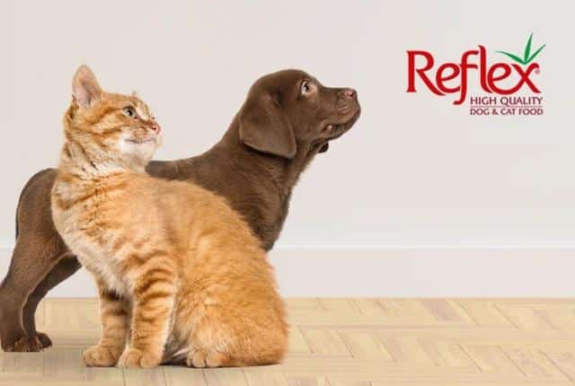 غذای سگ و گربه رفلکس