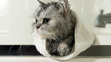 حمام کردن گربه