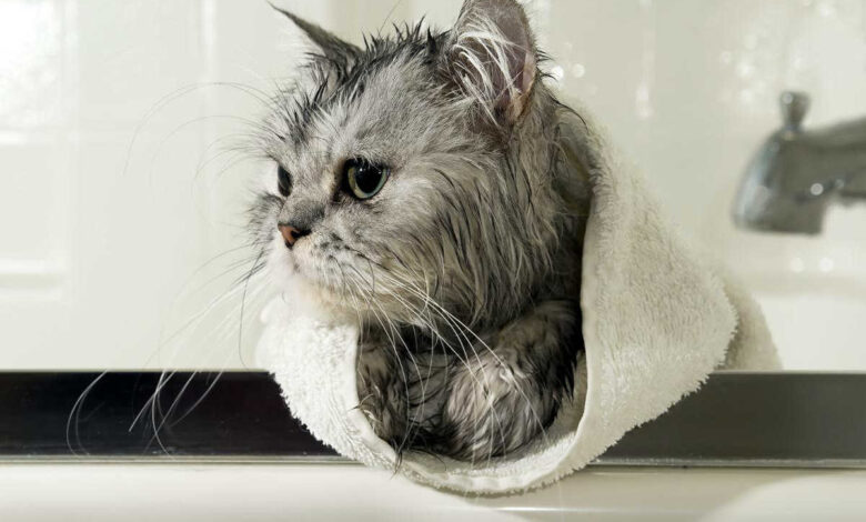 حمام کردن گربه