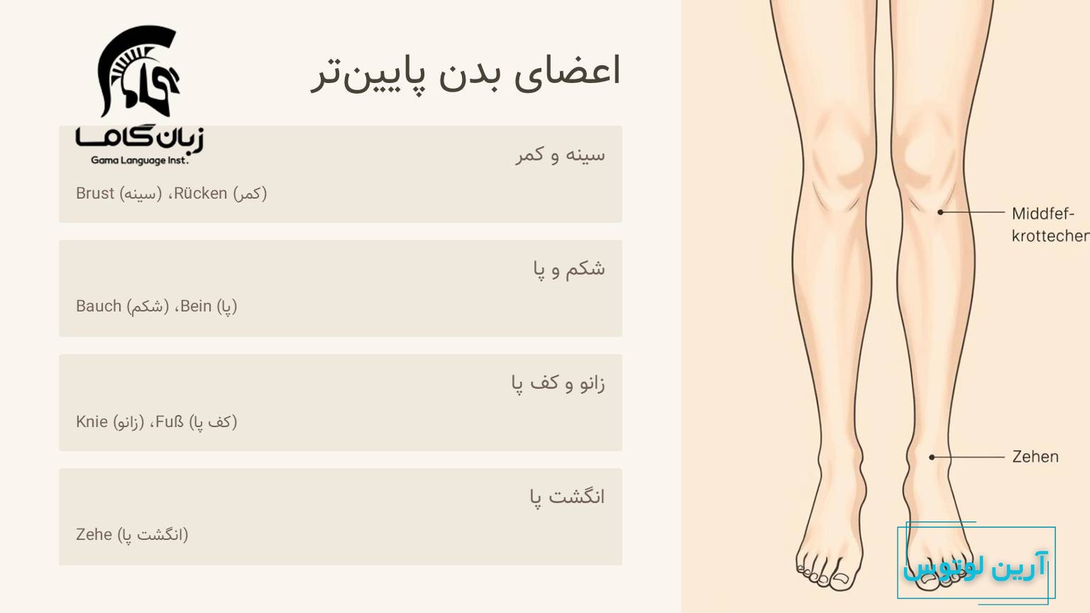 اعضای بدن پا و انگشتان پا به آلمانی