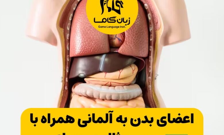 اعضای بدن به آلمانی