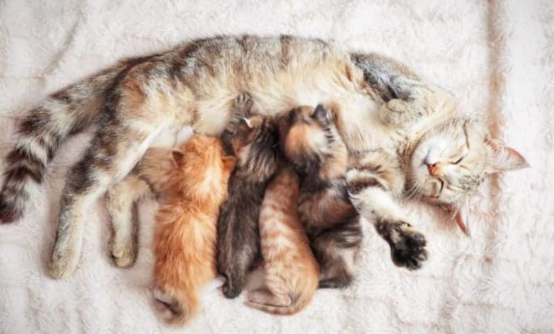 تشخیص حاملگی در گربهها