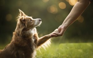 فرمان دست بده به سگ