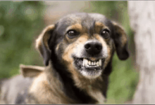 علت بوی بد دهان سگ و درمان خانگی بوی بد دهان سگ