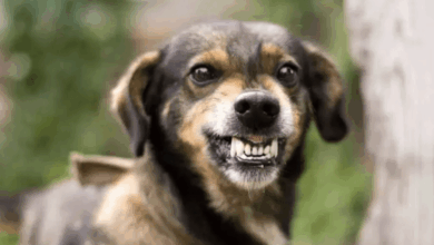 علت بوی بد دهان سگ و درمان خانگی بوی بد دهان سگ