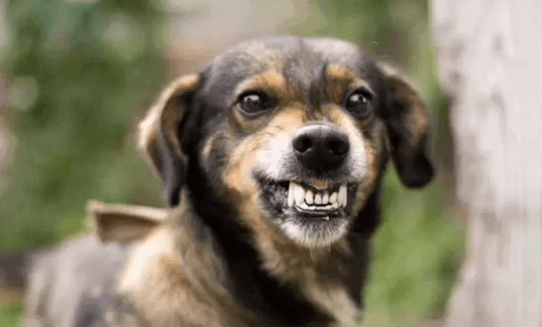 علت بوی بد دهان سگ و درمان خانگی بوی بد دهان سگ