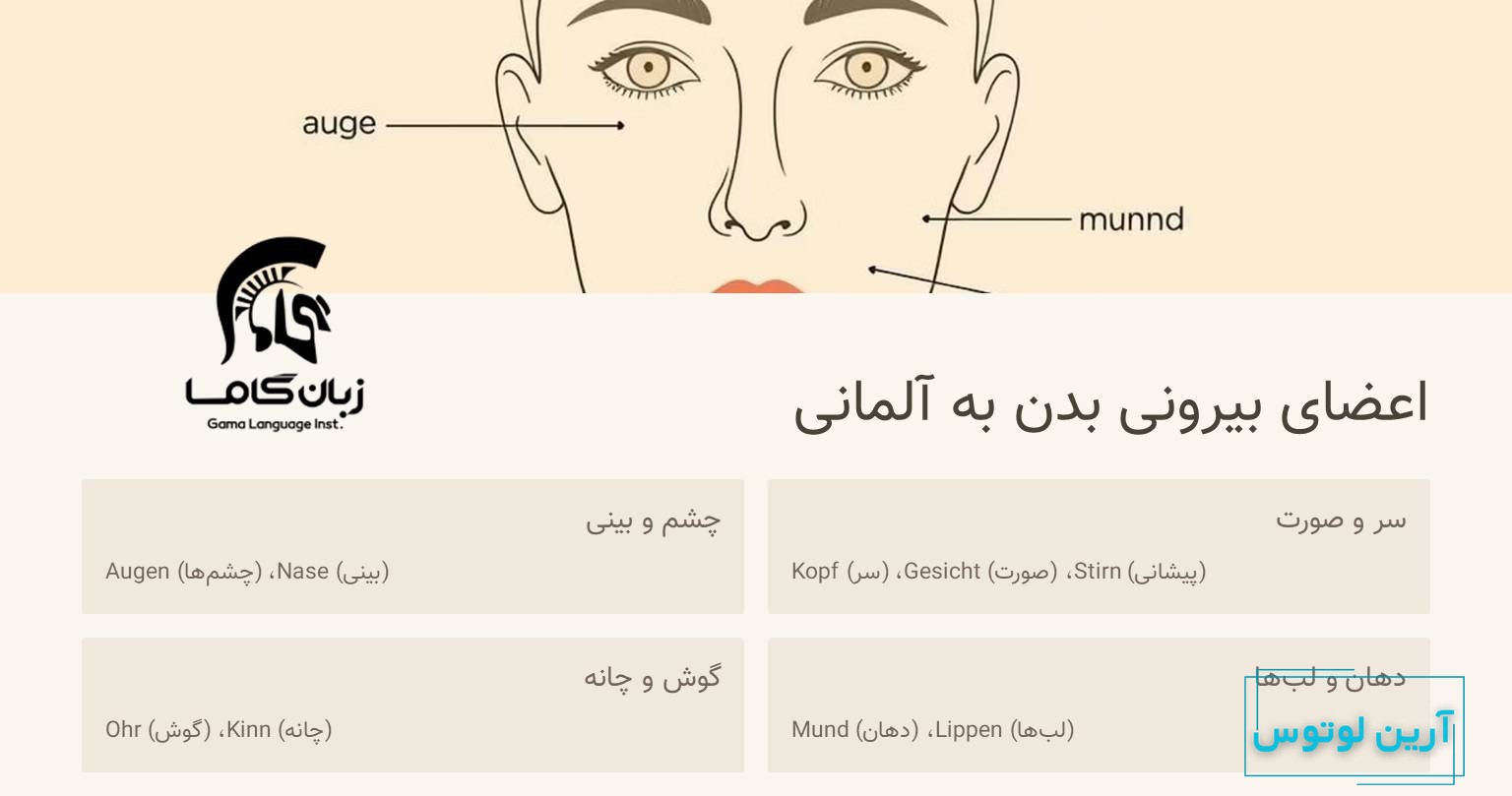 اعضای صورت به آلمانی