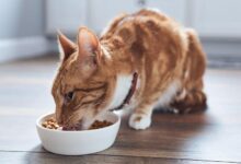 غذای خشک گربه ایرانی