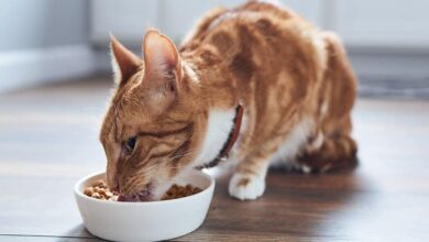 غذای خشک گربه ایرانی