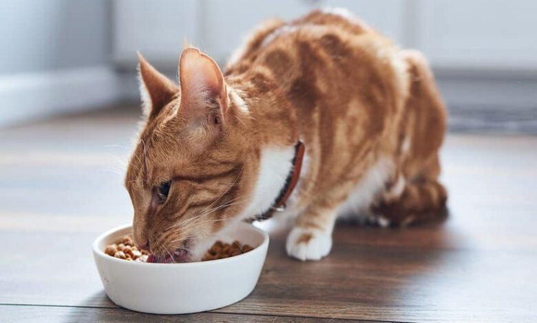 غذای خشک گربه ایرانی