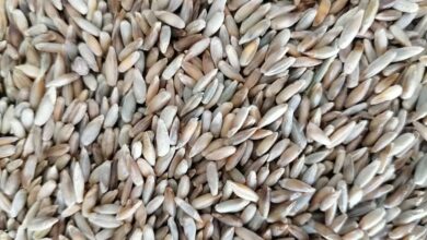 آرد چاودارچیست؟ و از کجا می توان آرد چاودار اصل را خرید؟