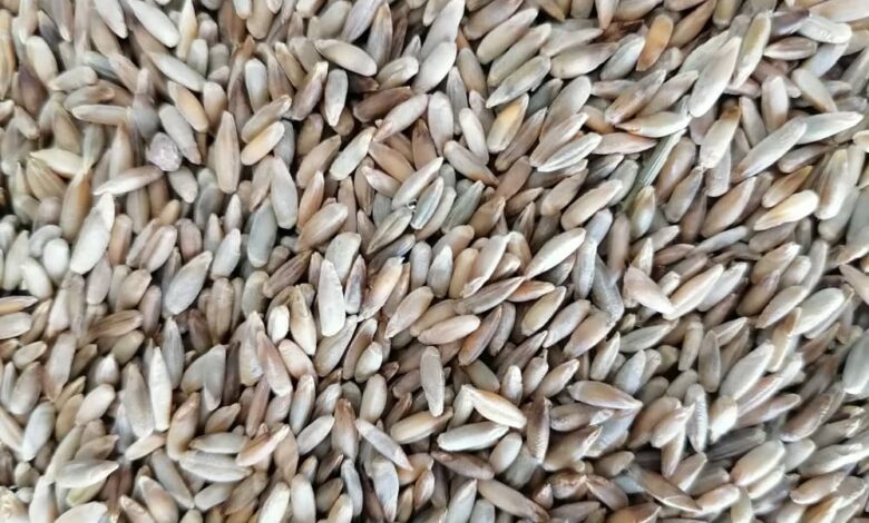 آرد چاودارچیست؟ و از کجا می توان آرد چاودار اصل را خرید؟