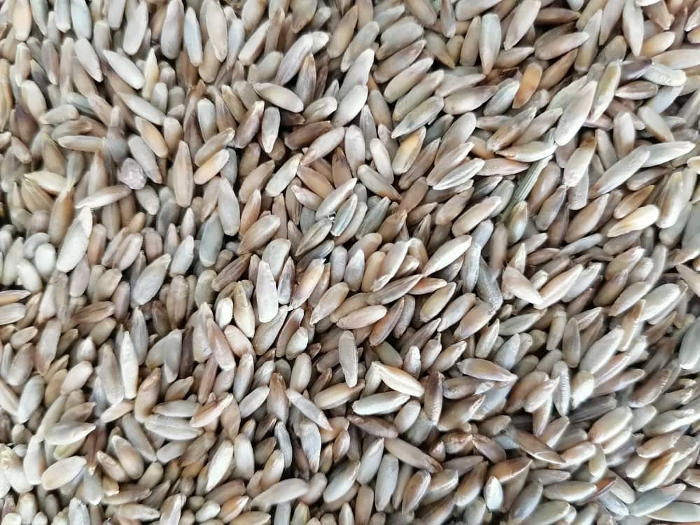 شکل دانه چاودار