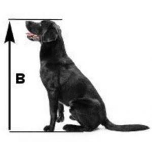 قفس یا باکس مناسب برای سگ