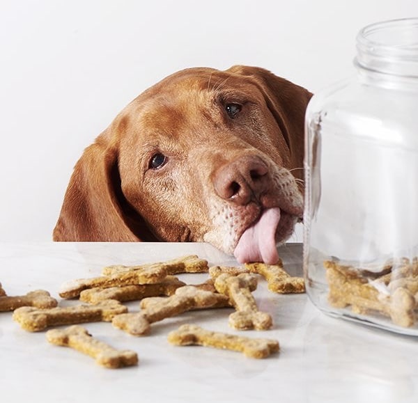 بهترین غذای سگ