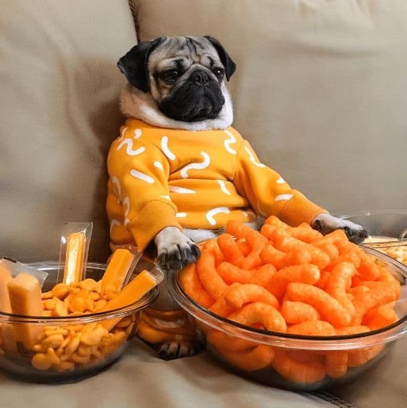 غذا های مضر برای سگ