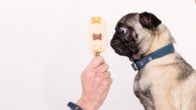 غذای مرطوب سگ