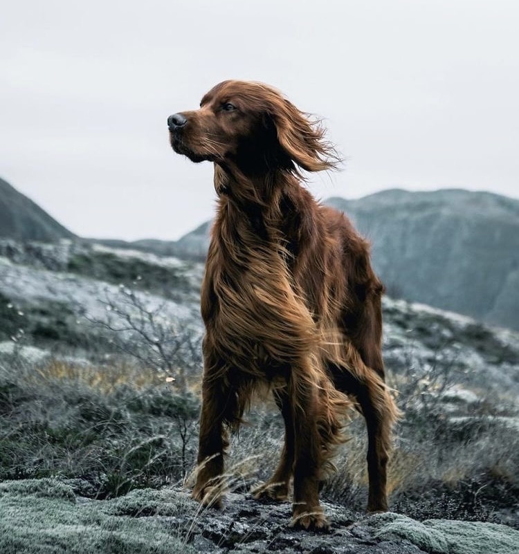 ارتباط با سگ