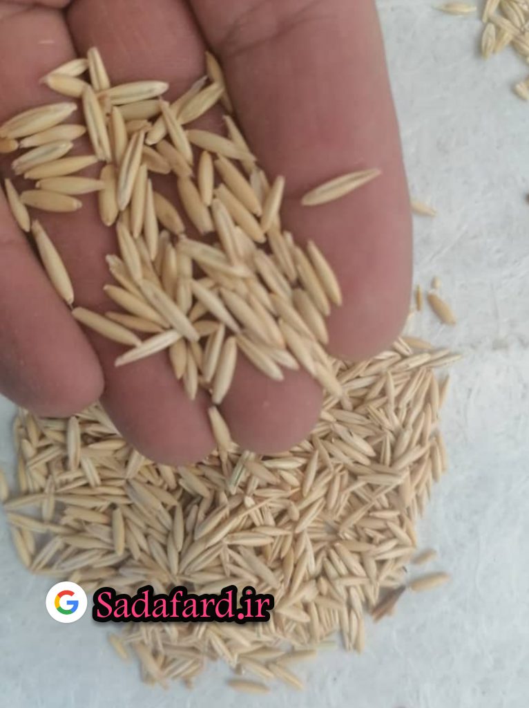 جو دو سر نیز همانند برنج و جو دارای پوسته (هال) می‌باشد. جو دوسر دارای یک سری برجستگی مو مانند به نام تریکوم است که این برجستگی‌ها سبب سختی کار با جو دو سر می‌شوند 