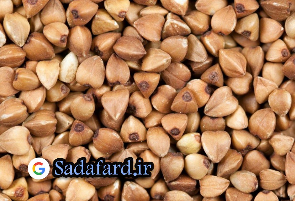 دانه گندم سیاه