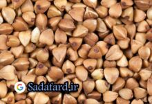 دانه گندم سیاه