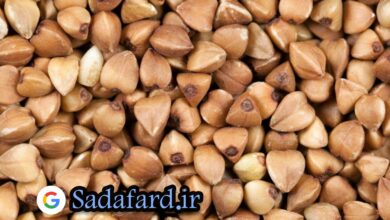 دانه گندم سیاه