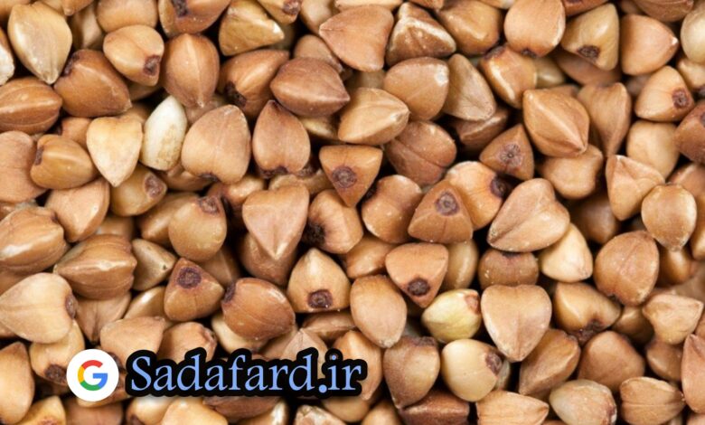 دانه گندم سیاه