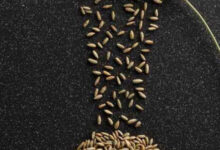 فیبر موجود در دانه چاودار برای کاهش وزن، کنترل دیابت و سلامت قلب بسیار موثر است.