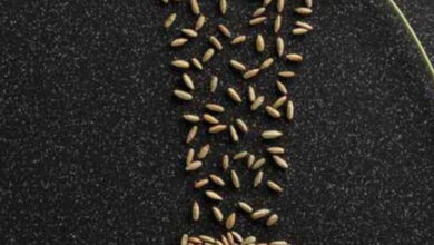 فیبر موجود در دانه چاودار برای کاهش وزن، کنترل دیابت و سلامت قلب بسیار موثر است.