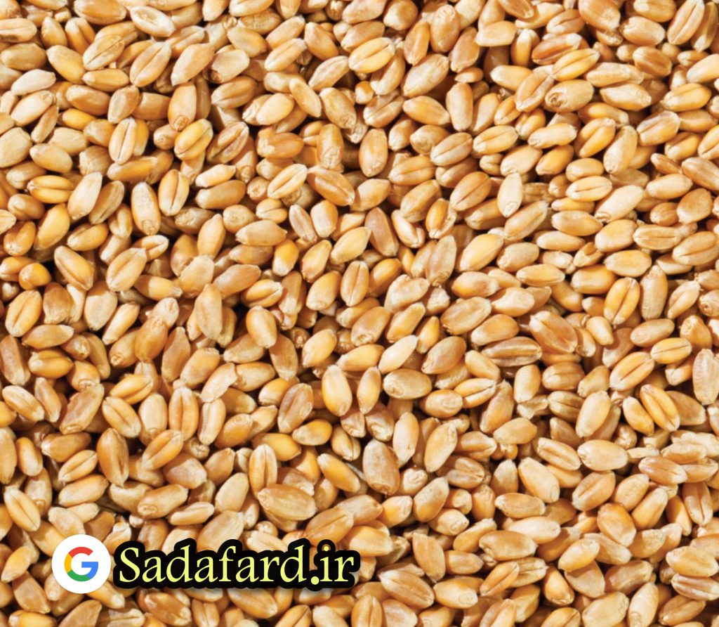 گندم کامل منبع خوبی از چندین ویتامین و مواد معدنی است. همانند اکثر دانه های غلات ، میزان مواد معدنی، به خاکی که در آن رشد کرده بستگی دارد.