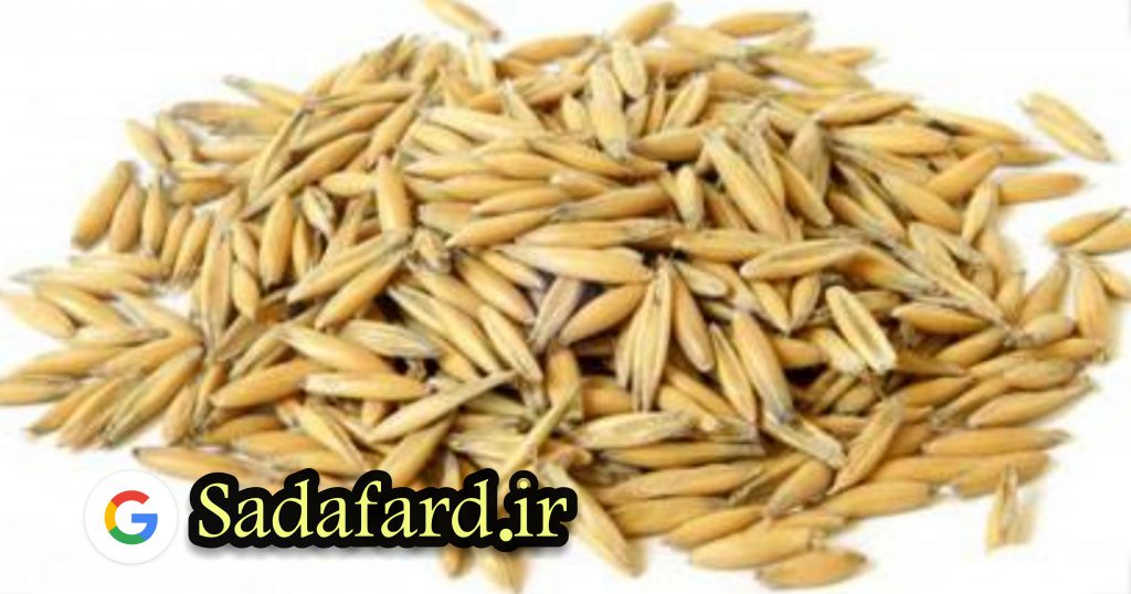 جو دو سر را از کجا بخریم؟ از فروشگاه های بزرگ و برخی سایت های اینترنتی