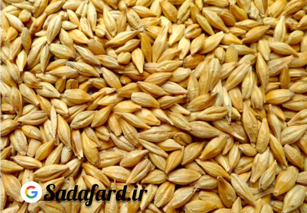 جو حاوی آنتی اکسیدان هایی مانند ویتامین E ، بتاکاروتن ، لوتئین و زاگزانتین به محافظت در برابر آسیب سلولی ناشی از استرس اکسیداتیو کمک می کند.