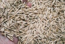 دانه جو دو سر