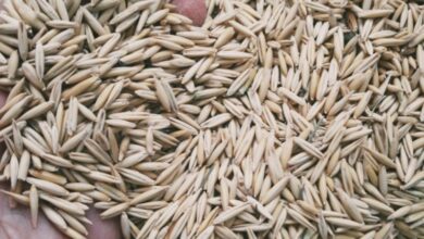 دانه جو دو سر