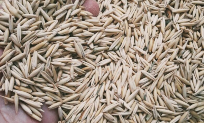 دانه جو دو سر