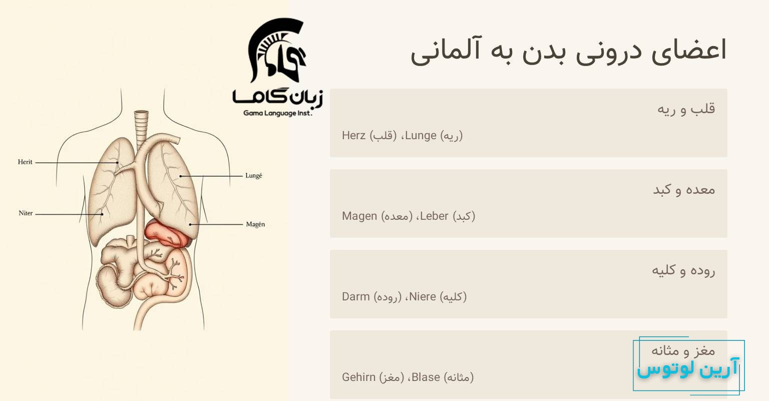 اعضای داخلی بدن به آلمانی