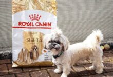 غذای سگ رویال کنین